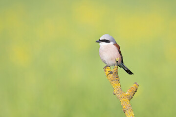 A male Red-backed shrike (Lanius collurio) perched on a branch