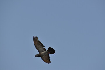 Feather wing of homing pigeon bird floating mid air blue sky.