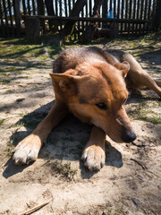 The domestic dog shyly looks away as it lies on the ground in the village yard and warms itself on...