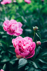 Beautiful blooming pink peony flowers growing outdoor in the garden. Natural floral background.
