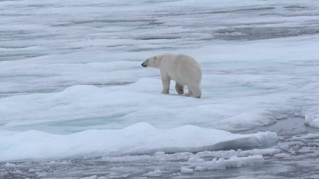 A big polar bear walking carefully on a melting ice surface