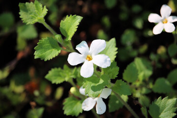 Bacopa (Sutera cordata)in flower, South Australia