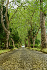 Fototapeta premium Azores Isla Sao Miguel