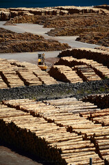 Timber manufacturer in Marlborough area, New Zealand. Indigenous Species grown in New Zealand for the supply of timber include: Red Beech, Silver Beech, Rimu, Tawa.