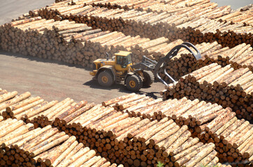 Timber manufacturer in Marlborough area, New Zealand. Indigenous Species grown in New Zealand for the supply of timber include: Red Beech, Silver Beech, Rimu, Tawa.