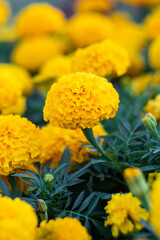 Field of marigolds, bright yellow flowers in the garden. Mexican marigold. Floral wallpaper, nature backgrounds. Tagetes erecta, African calendula from the sunflower family.