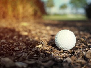 Top white golf ball Wood chips