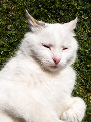 A spoiled cat lies on the grass and basks in the warm spring sun during the day.