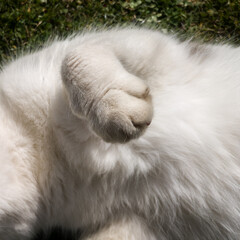 Paws of a white cat while lying on the grass during a sunny day.