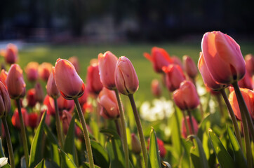Red Orange Yellow Tulips flower shot from below macro close up with tulip background pattern