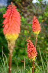 Flowers of Tritoma (Kniphofia Vsp) or Torch Lily