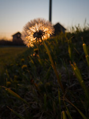 Obraz na płótnie Canvas A close-up view of a dandelion in the garden at sunset in spring.
