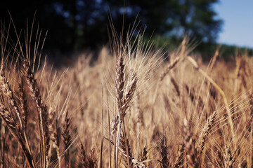 Fototapeta premium Wheat field in the summer
