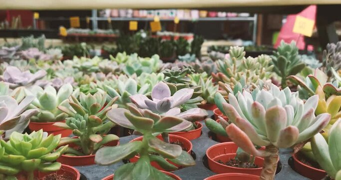 Variety of cactus and succulents or small house plant in plastic flower pot in shop.