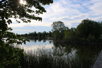 reflection of trees in water