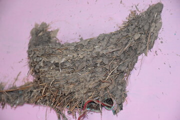 bird nest in the nest