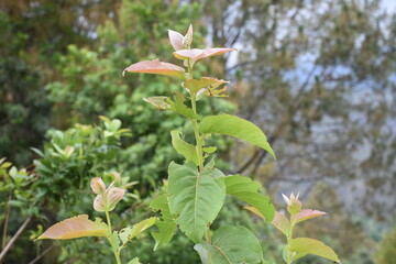 wild mushrooms in the forest