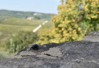 A baby step of the Beatle in Tuscany Italy 
