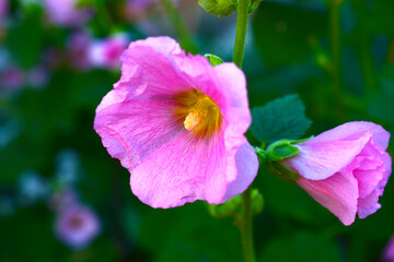 Mallow stems with red flowers in the evening sun