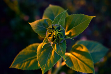 Ovary of a sunflower flower in the garden in summer