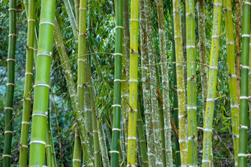 Bambus in Costa Rica