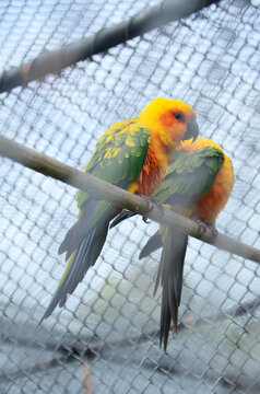 Beautiful parrots in the cage.
