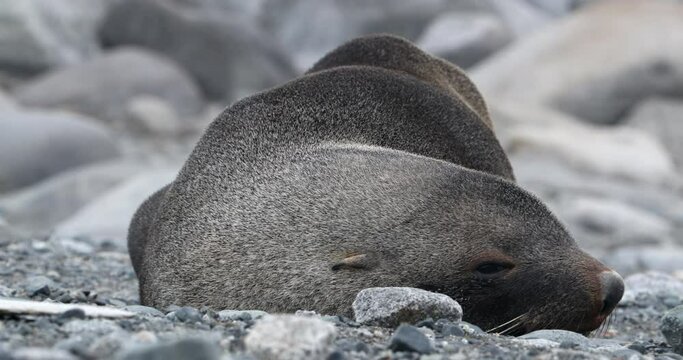 MS Male fur seal yawning and lying on rocky beach / Half Moon Island, South Shetland Island, Antarctic Peninsula, Antarctica