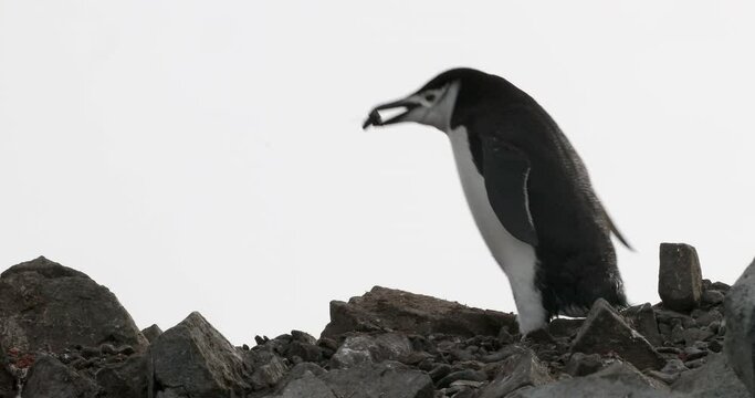 MS Chinstrap penguin (Pygoscelis antarcticus) picking and carrying rock in beak / Half Moon Island, South Shetland Islands, Antarctic Peninsula, Antarctica