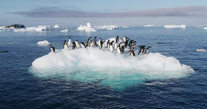 MS Adelie Penguins (Pygoscelis adeliae) on ice floe on Hope Bay / Antarctic Peninsula, Antarctica
