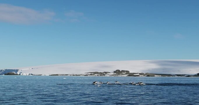 SLO MO WS Adelie Penguins (Pygoscelis adeliae) swimming in Hope Bay / Antarctic Peninsula, Antarctica