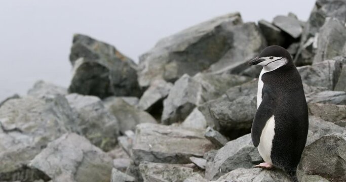 MS Chinstrap penguin (Pygoscelis antarcticus) jumping on rocks / Half Moon Island, South Shetland Islands, Antarctic Peninsula, Antarctica