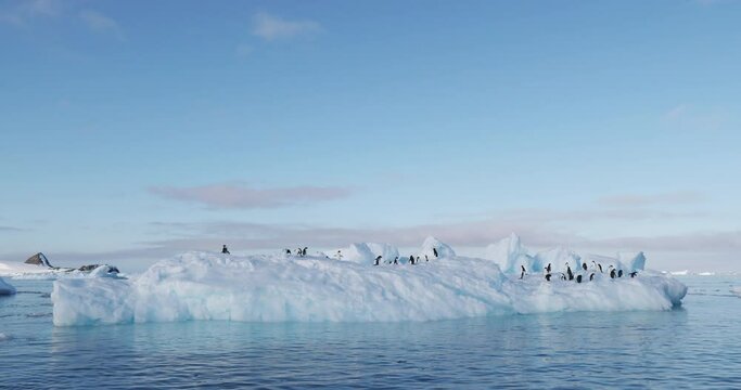 MS Adelie Penguins (Pygoscelis adeliae) on ice floe on Hope Bay / Antarctic Peninsula, Antarctica