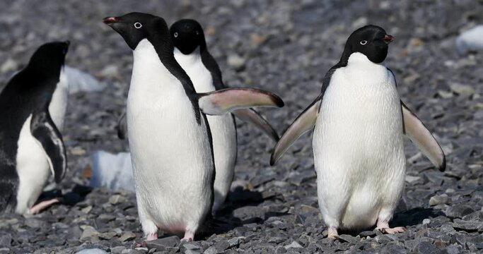 MS Adelie Penguins (Pygoscelis adeliae) on rocks at Hope Bay / Antarctic Peninsula, Antarctica