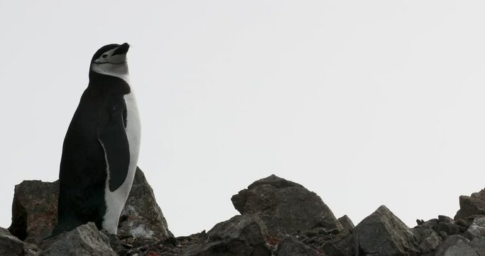 MS Chinstrap penguin (Pygoscelis antarcticus) standing on rocks / Half Moon Island, South Shetland Islands, Antarctic Peninsula, Antarctica