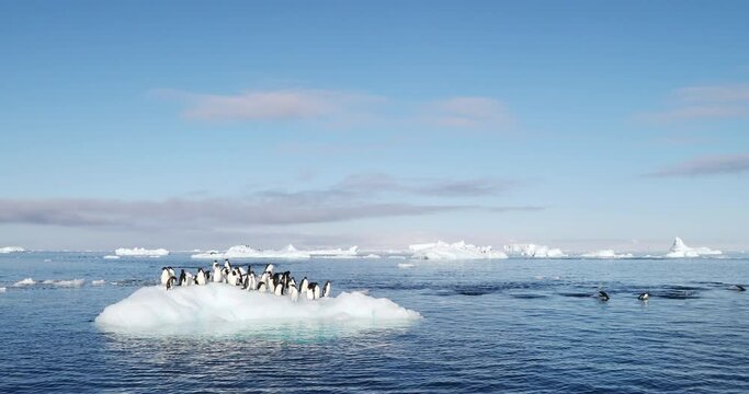 SLO MO WS Adelie Penguins (Pygoscelis adeliae) on ice floe on Hope Bay / Antarctic Peninsula, Antarctica