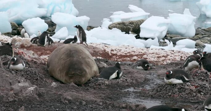 MS Elephant seal (Mirounga leonina) with gentoo penguins (Pygoscelis papua) on nests at Waterboat Point / Antarctic Peninsula, Antarctica