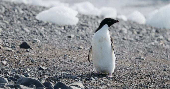 MS Adelie Penguin (Pygoscelis adeliae) on rocks at Hope Bay / Antarctic Peninsula, Antarctica