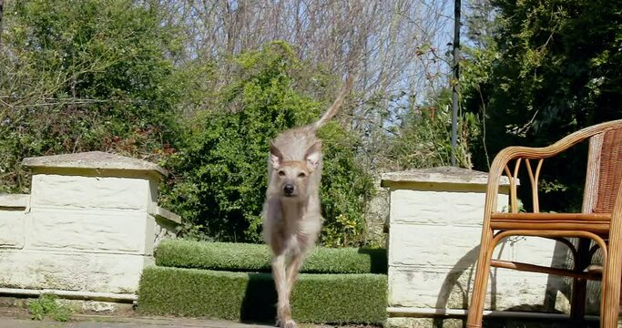 SLO MO MS Dog running on backyard / Stoke, UK