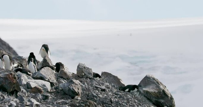 MS Adelie Penguins (Pygoscelis adeliae) on rocks at Hope Bay / Antarctic Peninsula, Antarctica