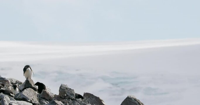 MS FOCUSING Adelie Penguins (Pygoscelis adeliae) on rocks at Hope Bay / Antarctic Peninsula, Antarctica