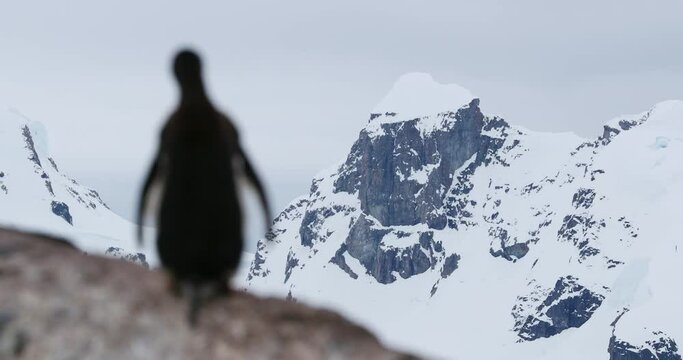 MS R/F Ggentoo penguins (Pygoscelis papua)in front of snow covered mountain at Waterboat Point / Antarctic Peninsula, Antarctica