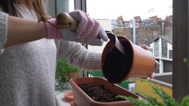 CU Woman's hand gardening at home / London, UK