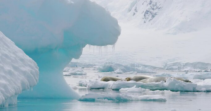 MS POV Seals on ice floe at Damoy Point / Antarctic Peninsula, Antarctica