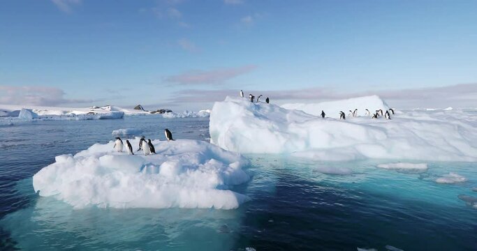MS Adelie Penguins (Pygoscelis adeliae) on ice floes on Hope Bay / Antarctic Peninsula, Antarctica