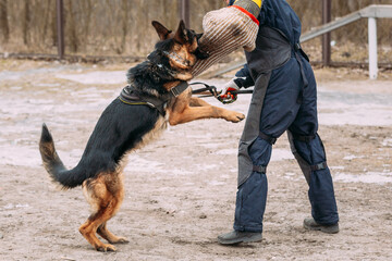 German Shepherd Dog training. Biting dog.