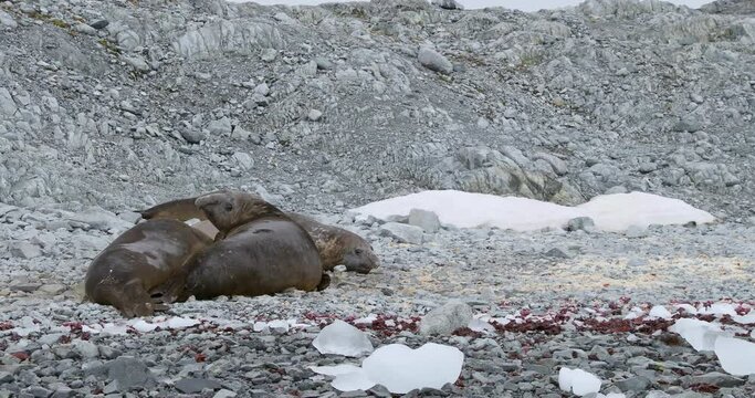 MS Southern elephant seals (Mirounga leonina) lying on rocks at Torgersen Island / Antarctic Peninsula, Antarctica