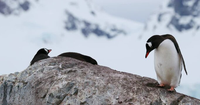 MS Ggentoo penguins (Pygoscelis papua) on rocks at Waterboat Point / Antarctic Peninsula, Antarctica