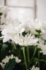 Bunch of White Daisy flowers on kitchen background close up. Spring Daisy flowers wallpaper