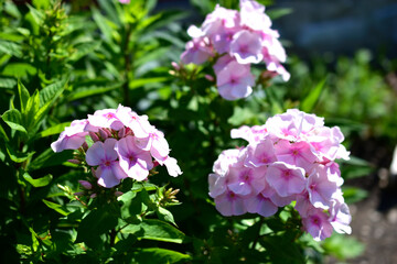 Red flowers of mallow and Phlox paniculata in the garden