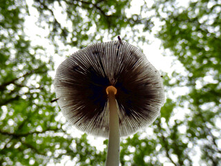 Pleated Inkcap (Parasola plicatilis) sometimes known as the Little Japanese Umbrella, growing under a canopy of oak trees